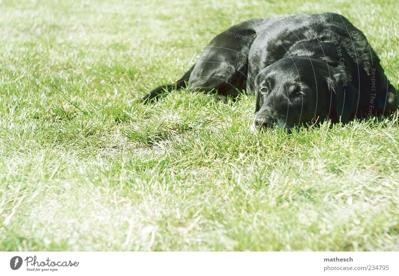 mittagspause. Natur Gras Tier Haustier Hund Fell 1 liegen grün schwarz Trägheit bequem Labrador Farbfoto Außenaufnahme Textfreiraum links Textfreiraum unten Tag