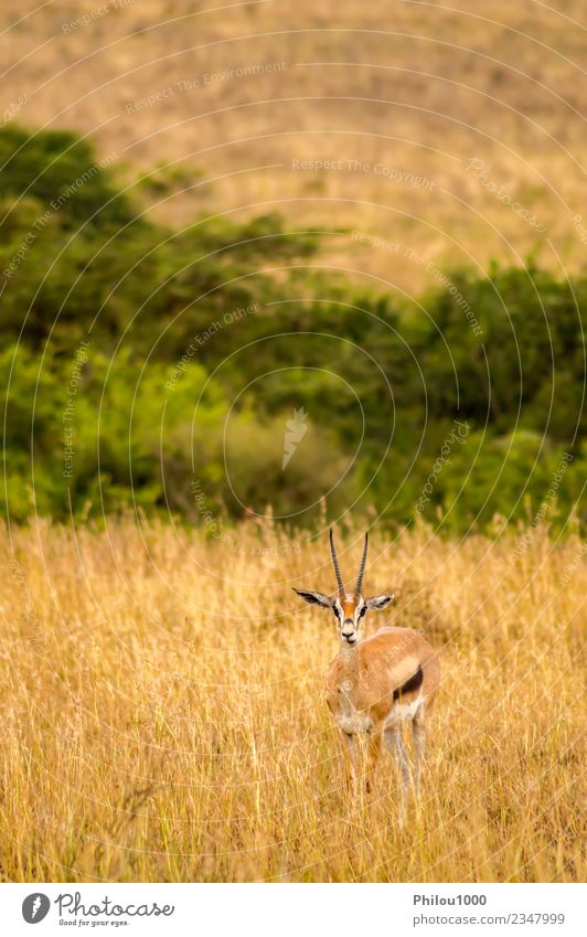 Thomson Gazellen auf der Weide Abenteuer Safari Mann Erwachsene Natur Landschaft Tier Gras Park wild weiß Afrika Kenia Nairobi Akazie Afrikanisch Antilopen