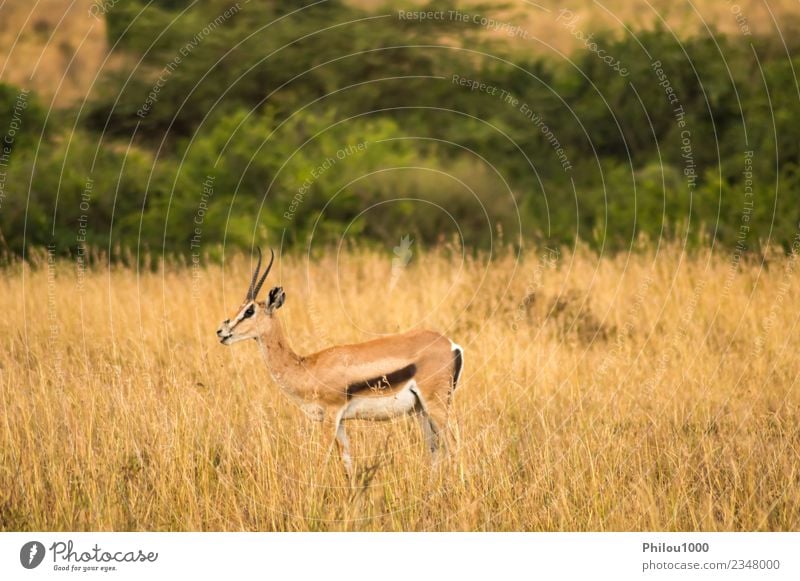 Thomson Gazellen auf der Weide Abenteuer Safari Mann Erwachsene Natur Landschaft Tier Gras Park wild weiß Afrika Kenia Nairobi Akazie Afrikanisch Antilopen