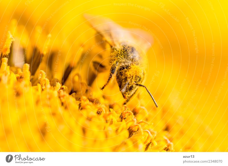Makro Honig Biene sammelt gelbe Pollen auf Sonnenblume in Natur Körper Haare & Frisuren Sommer Umwelt Pflanze Tier Frühling Klima Klimawandel Wetter