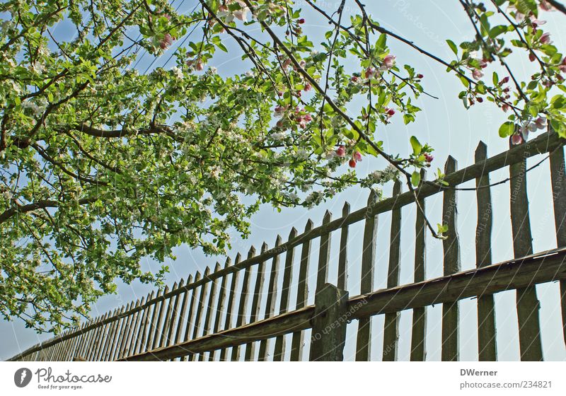 Ein Wink mit dem Zaun? Erholung ruhig Garten Umwelt Natur Landschaft Himmel Schönes Wetter Baum Blühend glänzend leuchten ästhetisch Freundlichkeit positiv