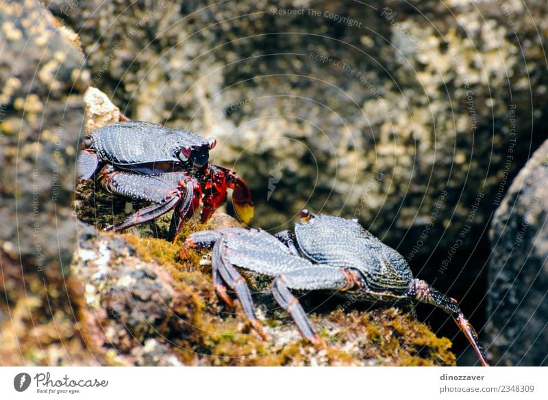 Wilde Krabben auf den Felsen Meeresfrüchte Leben Strand Umwelt Natur Tier Küste frisch natürlich wild groß Krallen Lebewesen Schmarotzerrosenkrebs ökologisch