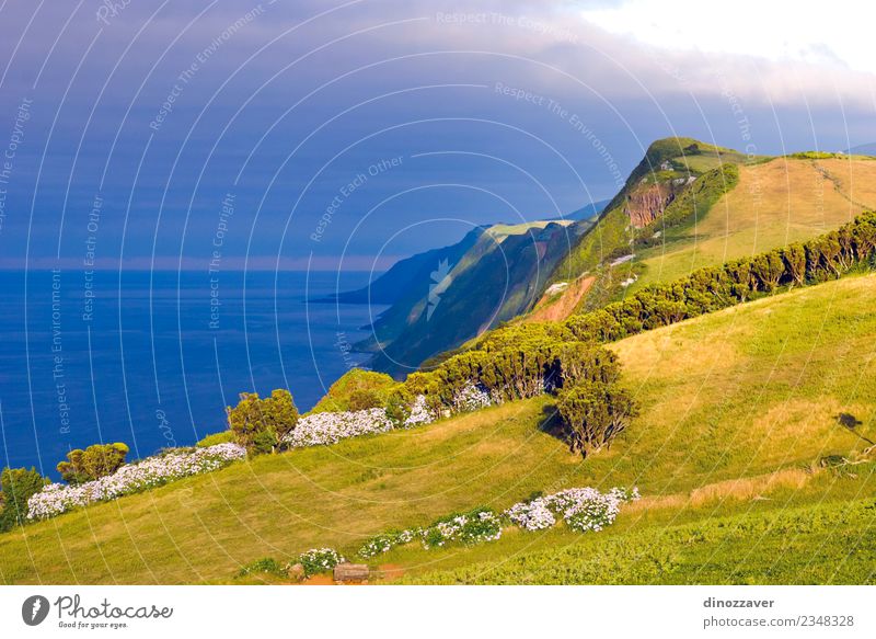 Insel Sao Jorge, Azoren schön Meer Natur Landschaft Pflanze Himmel Felsen Vulkan Küste natürlich blau grün Idylle Atlantik Klippe Küstenstreifen Bauernhof