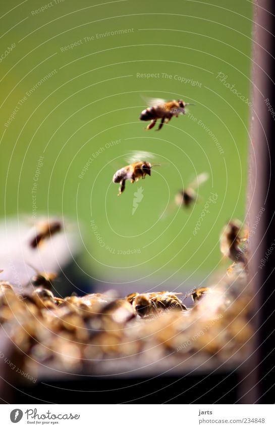 ohne fleiß kein honig Wildtier Biene Arbeit & Erwerbstätigkeit fliegen natürlich Natur Teamwork fleißig Bienenstock Farbfoto Außenaufnahme Nahaufnahme