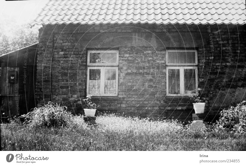 Vredebox | Tritt ein, bring Glück herein Gras Topfpflanze Garten Bialystok Polen Altstadt Haus Mauer Wand Fenster Dach alt authentisch außergewöhnlich