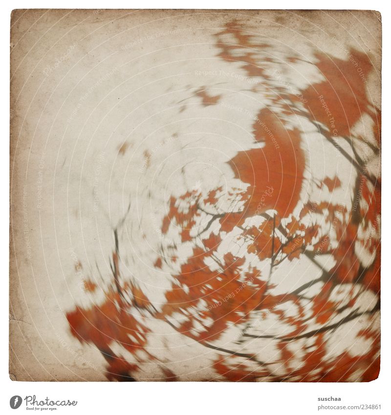 wackelbaumbild .. Natur Herbst Baum rund rot Blatt Ast Kreis Himmel Tag Bewegungsunschärfe Unschärfe Menschenleer drehen