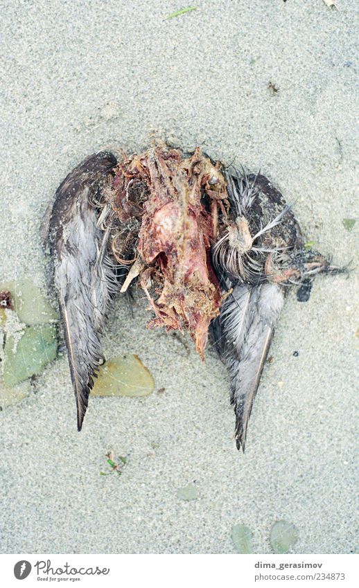 Flügel Natur Sand Wassertropfen Küste Strand Bucht Tier Totes Tier Vogel 1 Aggression Ekel nass mehrfarbig Schmerz Farbfoto Außenaufnahme Nahaufnahme Experiment