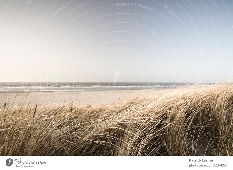 Spiekeroog | Meer fühlen Ferne Strand Wellen Umwelt Natur Landschaft Pflanze Sand Himmel Horizont Sonne Sonnenlicht Wetter Schönes Wetter Wind Gras Küste