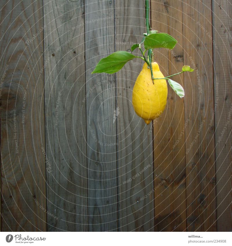 Wenn ich so richtig sauer bin, lasse ich mich oft ein wenig hängen ... Zitrone zitronengelb Zitronenbaum Zitronenblatt Pflanze Nutzpflanze exotisch Holz braun