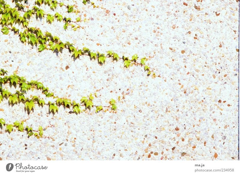 Letzter Gruß Pflanze Frühling Blatt Grünpflanze Ranke Weinblatt Menschenleer Mauer Wand Fassade braun grün Farbfoto Gedeckte Farben Außenaufnahme