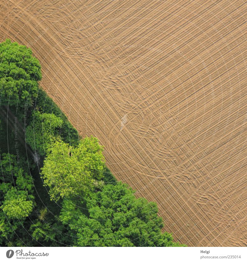 Spuren... Umwelt Natur Landschaft Erde Schönes Wetter Baum Sträucher Feld Wald Wachstum ästhetisch authentisch außergewöhnlich einfach natürlich braun grün