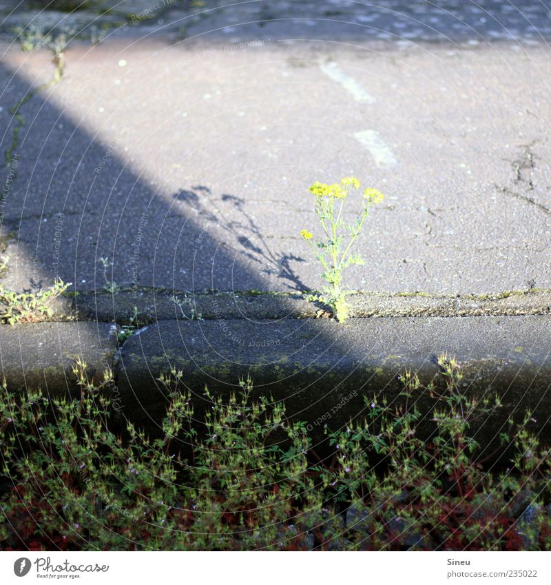 Langeweile pur. Pflanze Schönes Wetter Unkraut Bürgersteig Bahnsteig Bahnsteigkante Stein Beton trocken Kraft ruhig Ausdauer bescheiden Einsamkeit