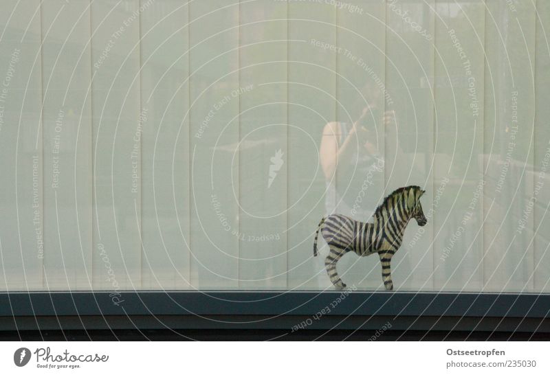 freiheitssuchend Mensch 1 Tier Wildtier beobachten stehen Zebra Fensterscheibe Farbfoto Gedeckte Farben Außenaufnahme Innenaufnahme Menschenleer