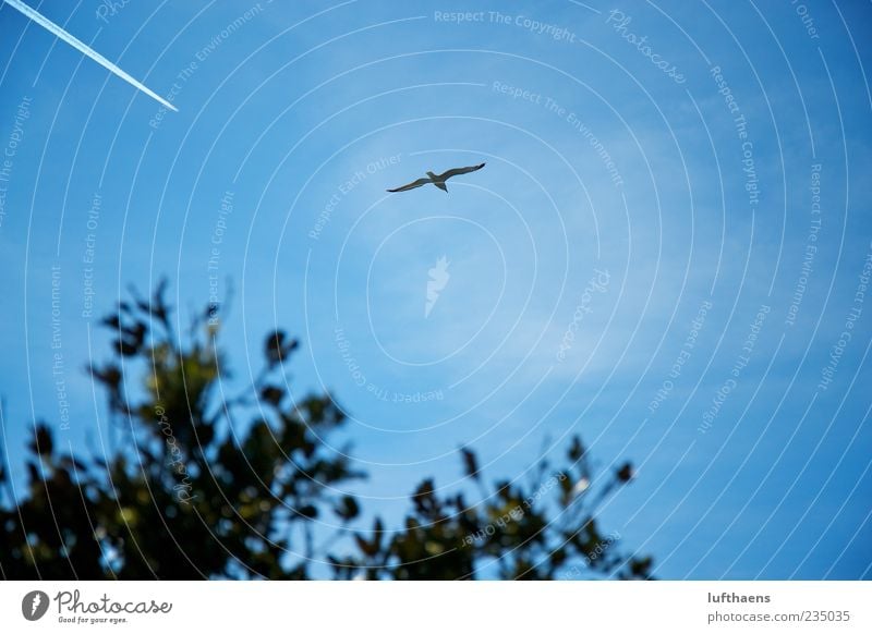 Natur vs. Technik Ferien & Urlaub & Reisen Freiheit Pilot Fortschritt Zukunft Luftverkehr Umwelt Himmel Klimawandel Schönes Wetter Verkehrsmittel