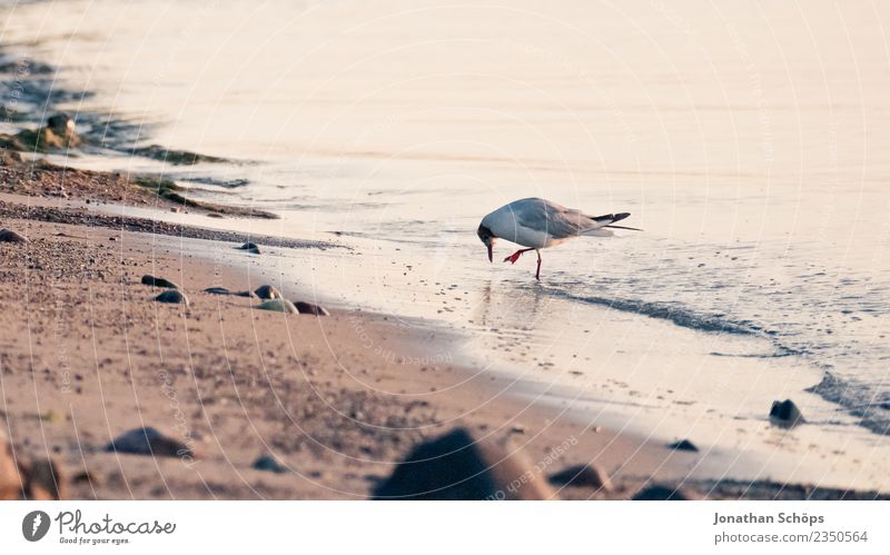 Möwe bei der Nahrungssuche am Meer Tier Vogel rebellisch Möwenvögel Strand Rügen Strandspaziergang Strandleben Ostsee Insel Inselbewohner tierisch Sellin