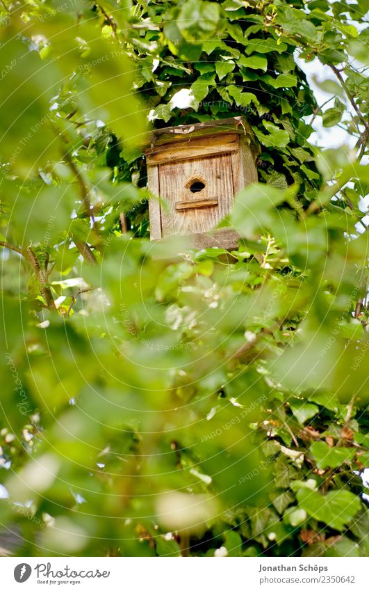 Vogelhaus in einem Baum mit grünen Blättern Umwelt Natur Garten Wald Tier Frühlingsgefühle Beginn Futterhäuschen bewachsen Blatt Blätterdach Durchblick Bewohner
