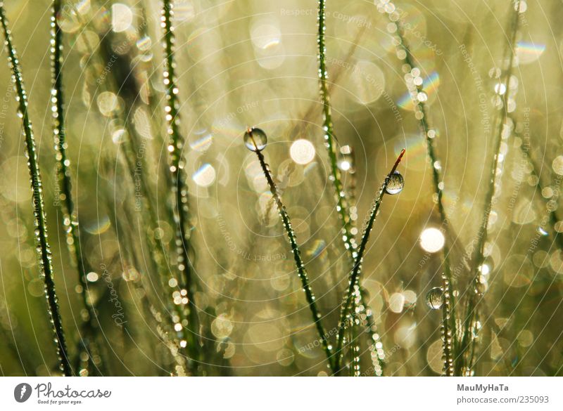 Tautropfen auf Gras Natur Pflanze Urelemente Erde Wasser Wassertropfen Sonnenaufgang Sonnenuntergang Sonnenlicht Frühling Klima Regen Blatt exotisch Garten Park