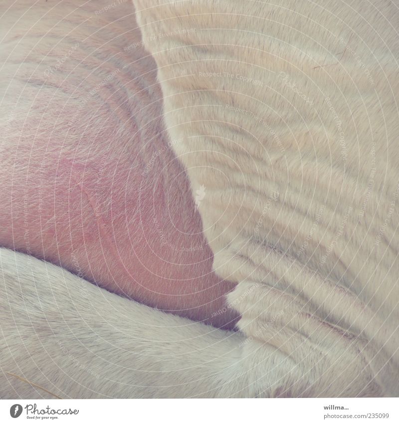 Milchpause Euter Kuheuter rosa prall Hautfalten Fell Tier Nutztier Milchkuh weich Gedeckte Farben Tierhaut Detailaufnahme Bildausschnitt Anschnitt