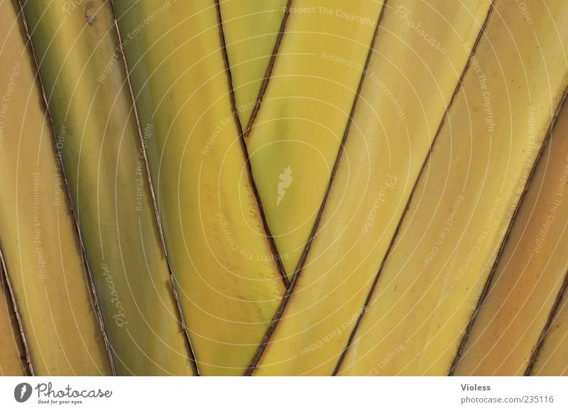 ... auf die Palme bringen Natur Pflanze gelb Streifen Muster Farbfoto Außenaufnahme Detailaufnahme Textfreiraum Menschenleer Nahaufnahme Hintergrundbild grün