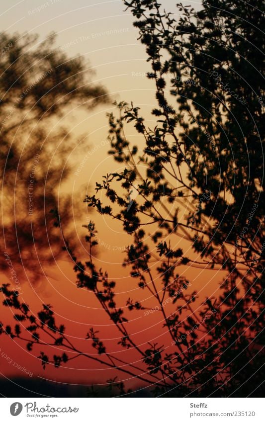 Abendstimmung Stille Abendlicht Silhouette Gegenlicht orangerot Sonnenlicht Abenddämmerung Stimmungsbild Romantik ruhig Lichtstimmung stimmungsvoll romantisch