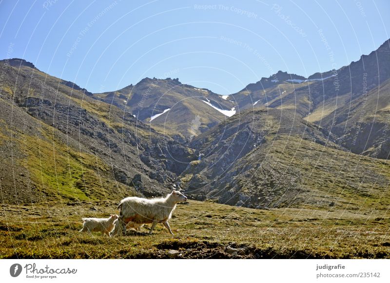 Island Umwelt Natur Landschaft Pflanze Tier Erde Himmel Wolkenloser Himmel Hügel Felsen Berge u. Gebirge Nutztier Schaf Lamm 2 3 Tiergruppe Tierfamilie laufen