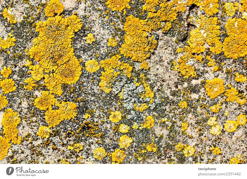 gelbes Moos auf Steinoberfläche Dekoration & Verzierung Natur Pflanze Felsen alt Wachstum natürlich grau weiß Farbe Flechten Konsistenz Oberfläche Hintergrund