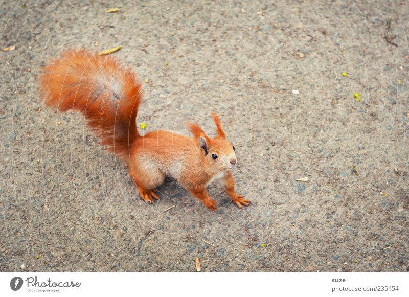 Na du Tier Fell Wildtier 1 klein Neugier niedlich schön grau rot Eichhörnchen Nagetiere Schwanz Boden Interesse sanft Blick nach oben Vogelperspektive