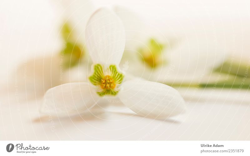 Zarte Makro Blüte vom Schneeglöckchen Wellness Leben harmonisch Wohlgefühl Zufriedenheit Erholung ruhig Meditation Postkarte Muttertag Ostern Taufe Natur