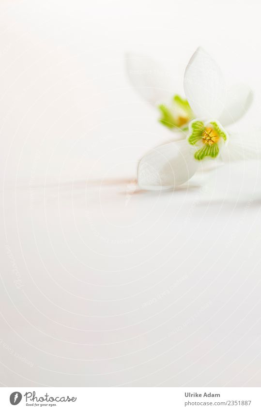 Blüte des Schneeglöckchens Wellness Leben harmonisch Wohlgefühl Zufriedenheit Sinnesorgane Erholung ruhig Meditation Spa Muttertag Ostern Hochzeit Geburtstag