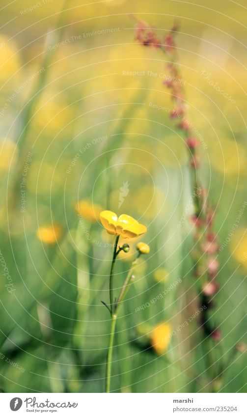 Butterblume Natur Frühling Sommer Pflanze Blume Gras Blüte gelb Sumpf-Dotterblumen Hahnenfuß Unschärfe Farbfoto Außenaufnahme