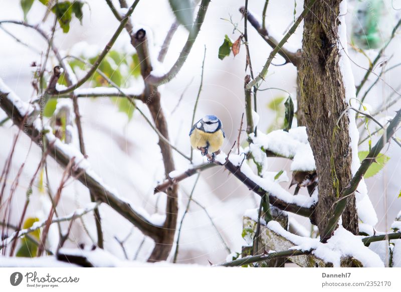 Die Blaue im Schnee Umwelt Natur Winter Wetter Eis Frost Schneefall Pflanze Sträucher Rose Blatt Garten Tier Wildtier Vogel Tiergesicht 1 beobachten frieren