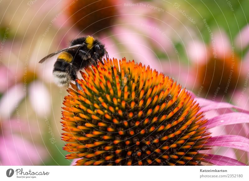 Fleißiges Bienchen Freude Arbeit & Erwerbstätigkeit arbeitend Business rennen Blühend fliegen füttern klug Geschwindigkeit gelb rosa Frühlingsgefühle Tierliebe