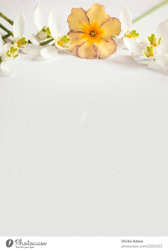 Dekorative Vorlage mit zarten Blüten Wellness Leben harmonisch Wohlgefühl Zufriedenheit Erholung ruhig Meditation Duft Postkarte Buchcover Valentinstag
