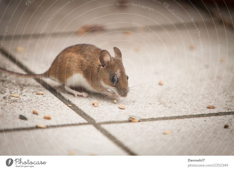 Hier kommt die Maus II Tier Wildtier Fell 1 beobachten Essen Fressen füttern Ekel klein niedlich braun Neugier Interesse Appetit & Hunger Angst Korn