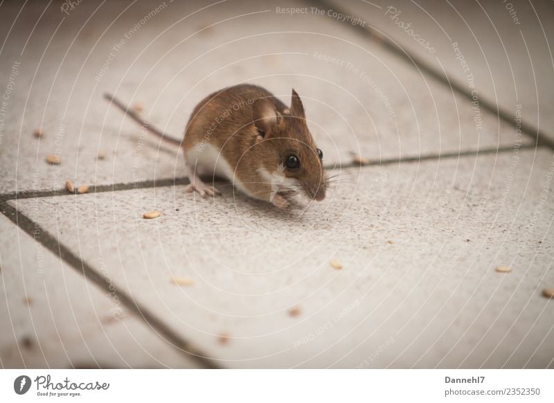 Hier kommt die Maus I Tier Wildtier Fell 1 beobachten Essen Fressen füttern Ekel klein niedlich braun Neugier Interesse Appetit & Hunger Angst Korn