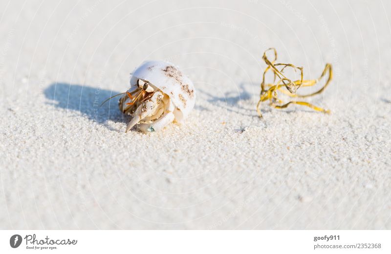 Einsiedlerkrebs IV Ferien & Urlaub & Reisen Abenteuer Sommer Strand Meer Insel Umwelt Natur Sand Küste Malediven Tier Wildtier Muschel Tiergesicht Fährte