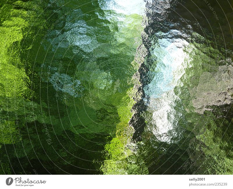 grün-blaue Phase Pflanze Himmel Baum Sträucher Blatt Garten Fenster Glas ästhetisch Surrealismus Farbfoto Innenaufnahme Experiment Menschenleer Tag Licht