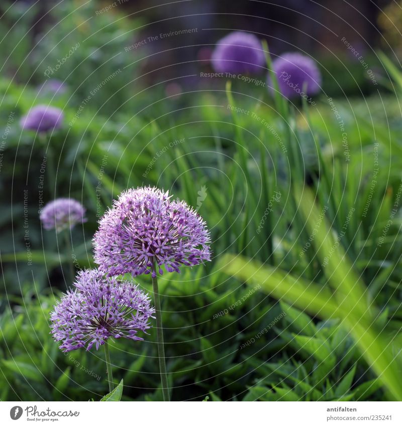 Schöner Zierlauch Natur Pflanze Blume Gras Blatt Blüte Garten Park grün violett Farbfoto Außenaufnahme Menschenleer Tag Licht Schatten Unschärfe