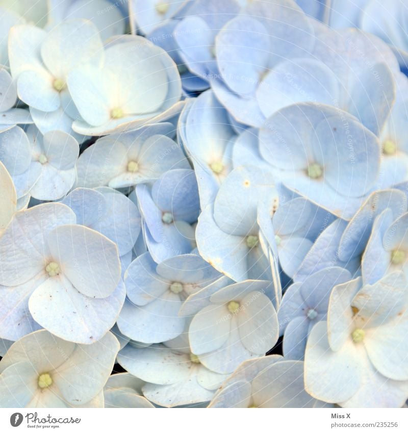 Hortensie Pflanze Sommer Blume Blatt Blüte Blühend Duft hell blau Hortensienblüte Gartenpflanzen Blütenblatt hell-blau Farbfoto Nahaufnahme Muster