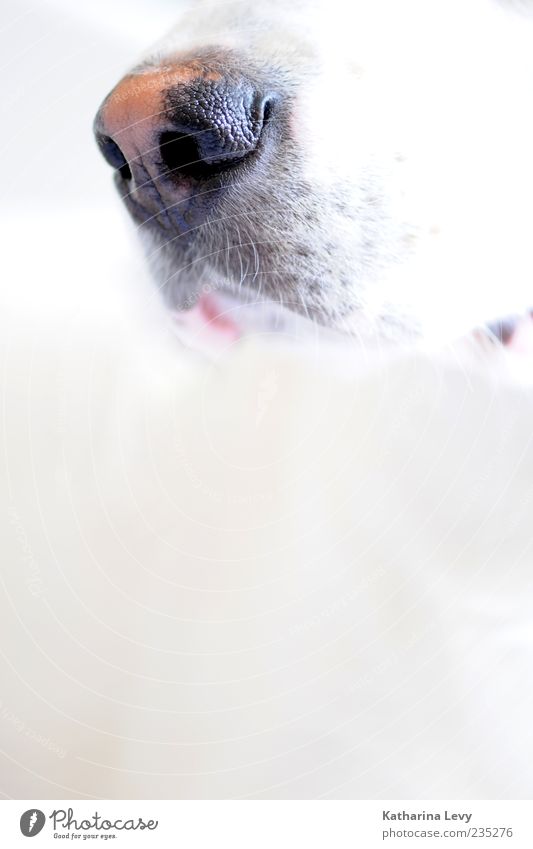 Mein Partner mit der kalten Schnauze Tier Haustier Hund Tiergesicht 1 Coolness Duft nass natürlich niedlich weiß Natur Sinnesorgane Hundeschnauze Nase Maul