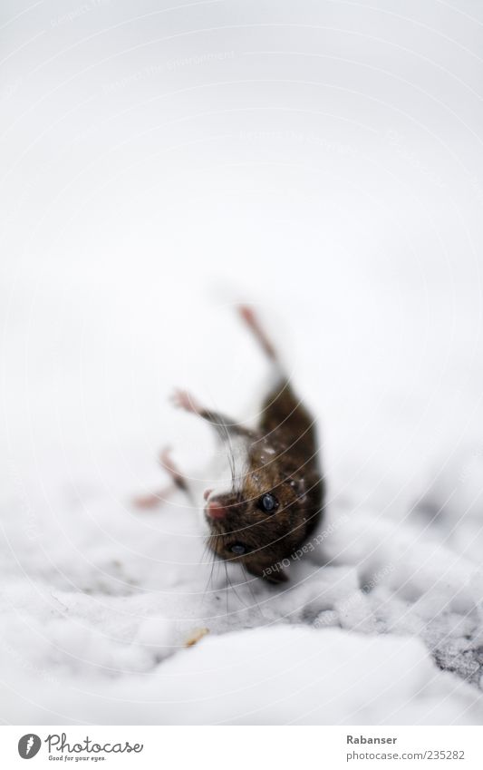 Maus am Stiel Natur Wasser Eis Frost Tier Wildtier Fell Krallen Pfote 1 Gefühle Traurigkeit Trauer Erschöpfung Tod Ratte erfrieren Nase Auge Totenstarre