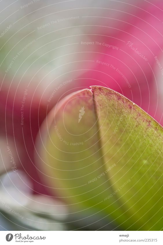 verliebt. Pflanze Frühling Blatt rosa sanft Strukturen & Formen Blattadern Farbfoto mehrfarbig Außenaufnahme Nahaufnahme Detailaufnahme Makroaufnahme
