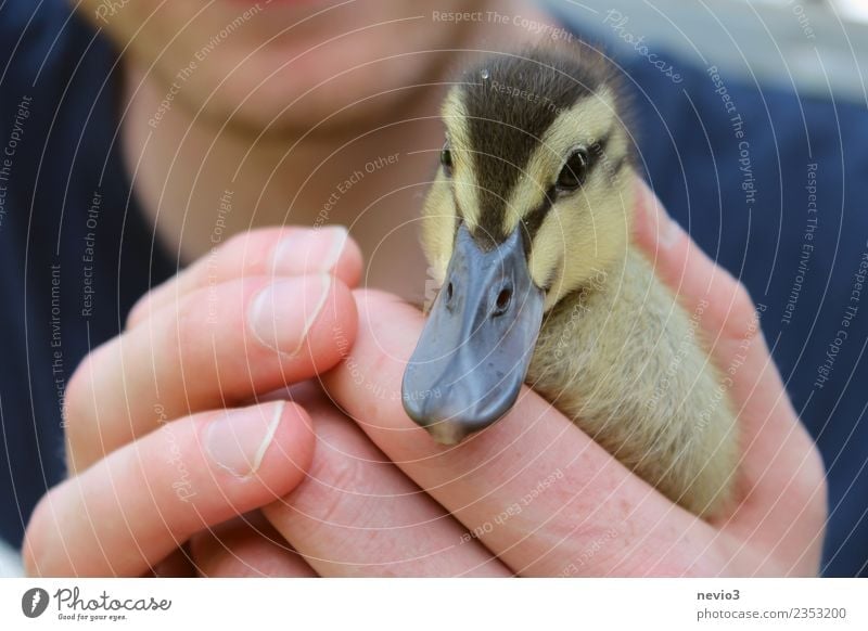Kleine Ente in den Händen eines jungen Mannes Mensch maskulin Junger Mann Jugendliche Erwachsene Körper Hand Finger 18-30 Jahre Tier Haustier Nutztier Wildtier