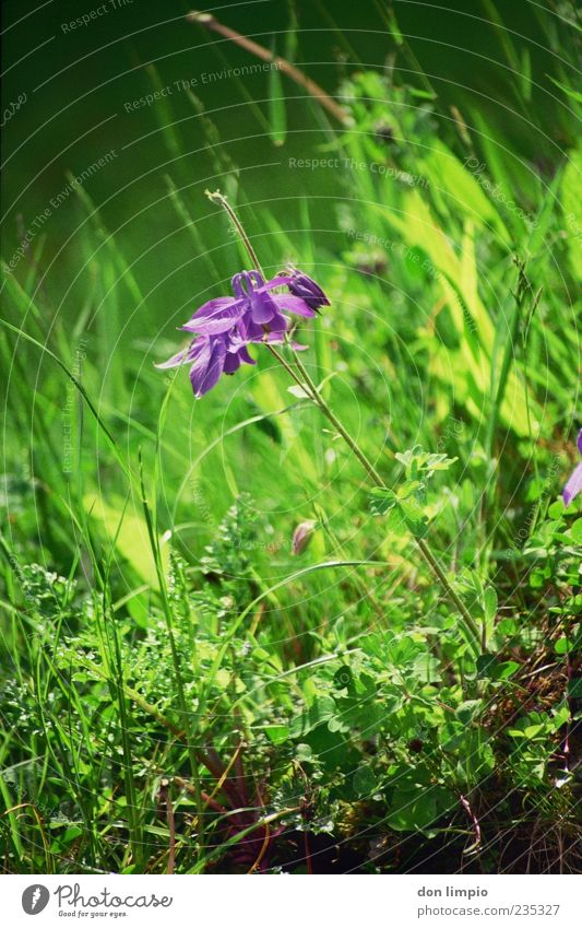 orchidee Natur Frühling Sommer Pflanze Gras Wildpflanze exotisch Wiese Blühend Wachstum Duft grün violett Stimmung analog Farbfoto Außenaufnahme Detailaufnahme