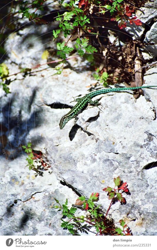 lizard Natur Sommer Sträucher Tier Wildtier 1 krabbeln elegant klein wild grün Echsen Reptil Zauneidechse Tarnung analog Farbfoto Außenaufnahme Nahaufnahme Tag