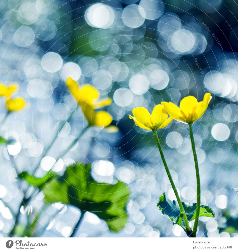 Tanz der gelben Blumen und Bokeh Natur Wasser Sonnenlicht Frühling Pflanze Blatt Wiese Feld Insel ästhetisch authentisch Duft nah nass natürlich neu