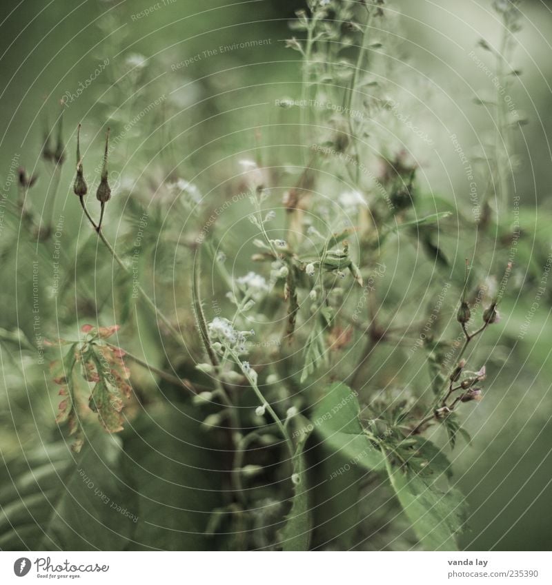 Verblüht Pflanze Blume Gras Blatt Vergißmeinnicht alt Vergänglichkeit ökologisch Blüte Farbfoto Außenaufnahme Nahaufnahme Makroaufnahme Menschenleer