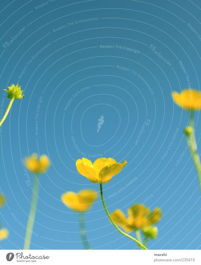 der Sonne nach Natur Landschaft Pflanze Frühling Sommer Blume Gras Blatt Blüte Wildpflanze blau gelb Himmel Froschperspektive Textfreiraum oben