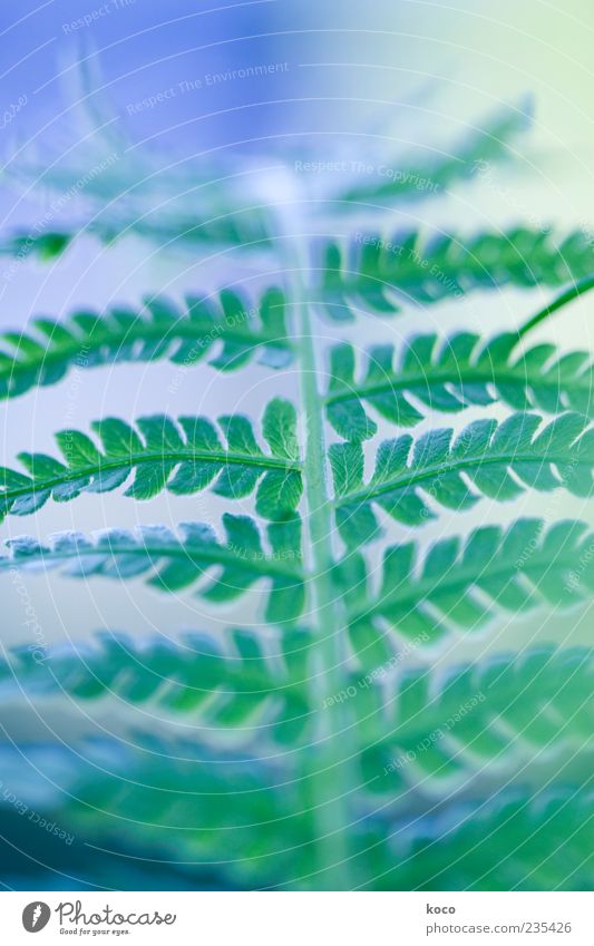 Farn in grün-blau Natur Pflanze Blatt Grünpflanze Wachstum ästhetisch außergewöhnlich positiv Farbfoto Nahaufnahme Detailaufnahme Makroaufnahme Morgen Tag