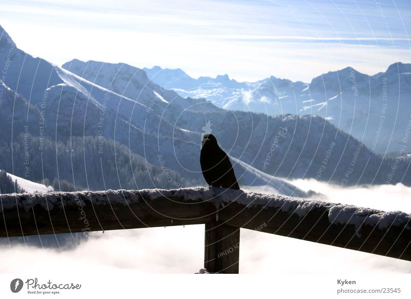 ein Rabe Winter weiß schwarz kalt Wolken Aussicht Vogel blau Schnee Berge u. Gebirge Sonne Berdesgarten